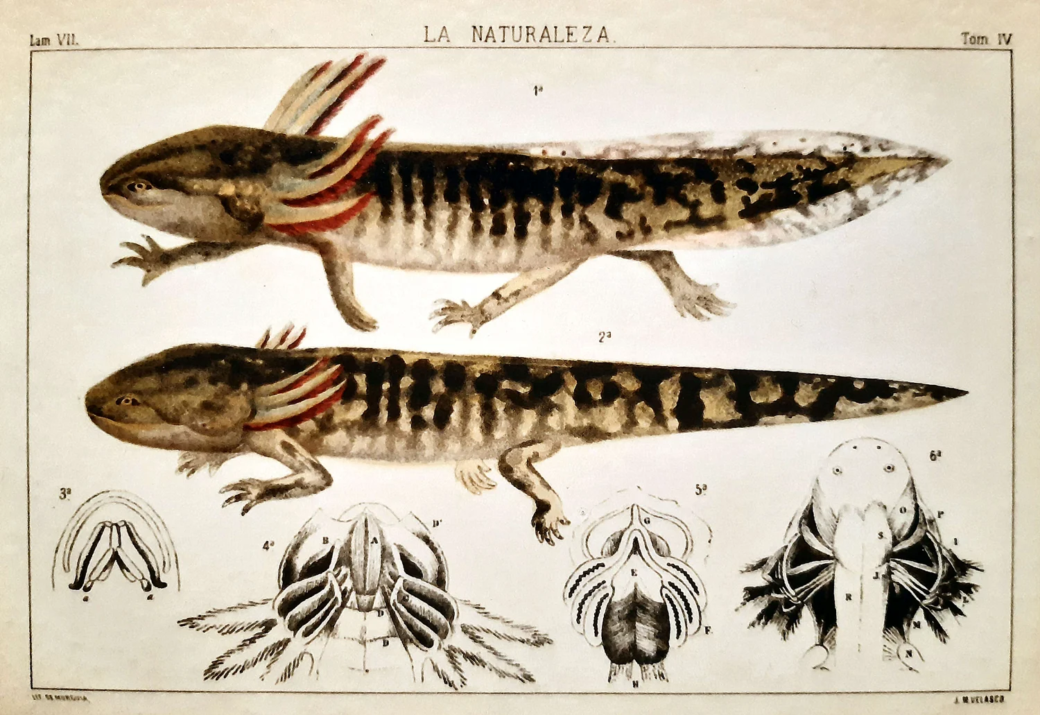 Lámina histórica con dos ajolotes y detalles anatómicos, de José María Velasco.